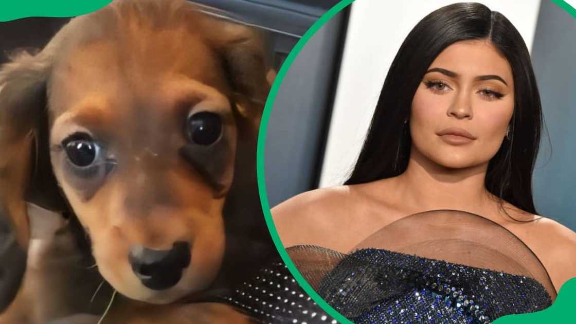 Kylie's dog, Odie (L). Kristen during the 2020 Vanity Fair Oscar Party (R)