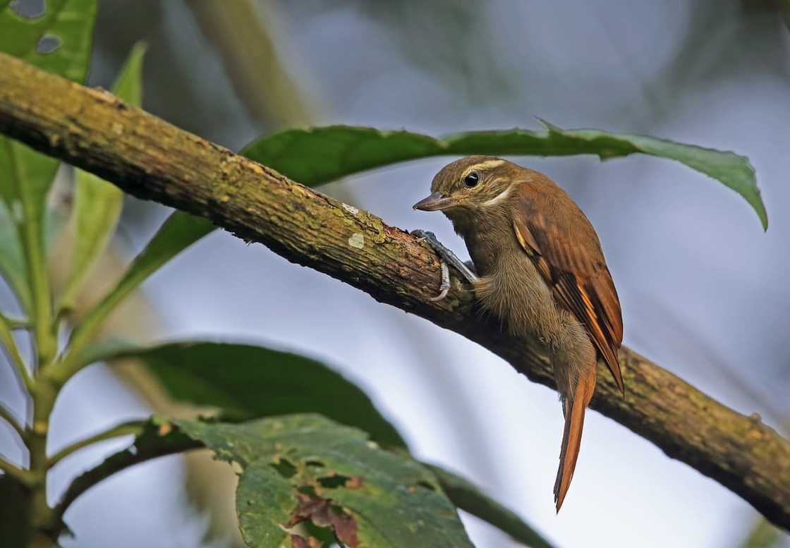 Animal that starts with the letter x Animal that starts with the letter x