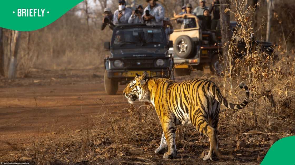 Man killed by tiger identified and plans for tiger revealed