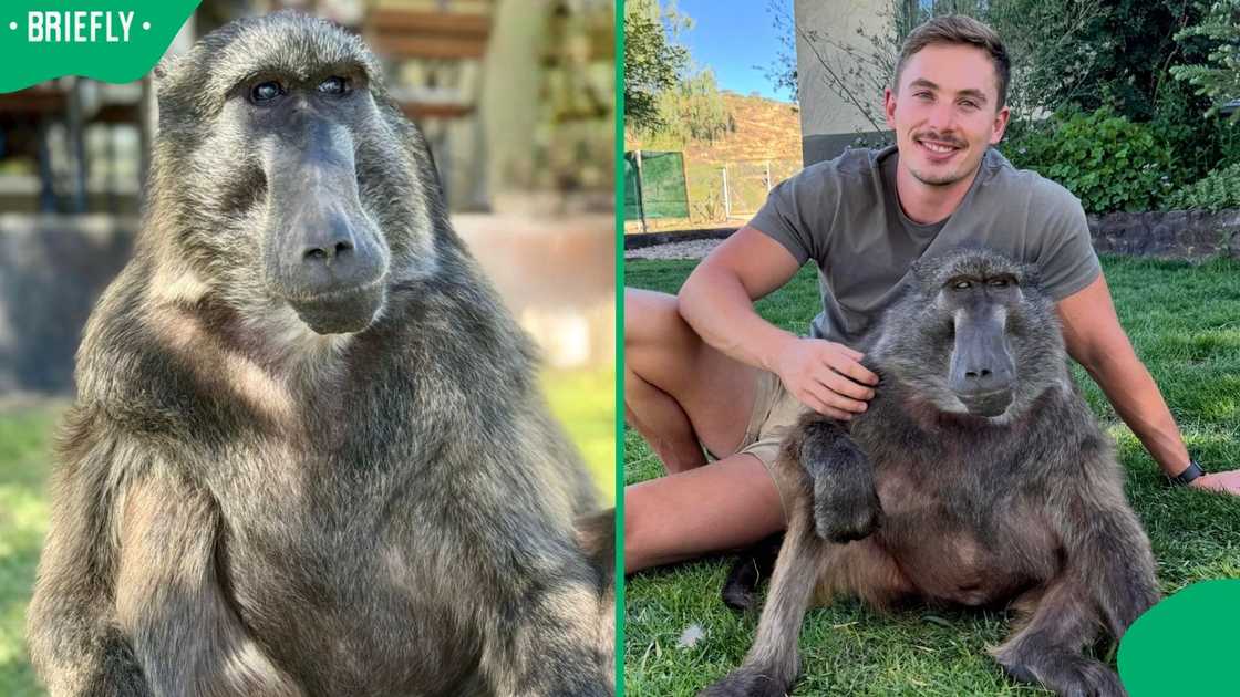 Cindy the Baboon and Ruben Lambrechts.