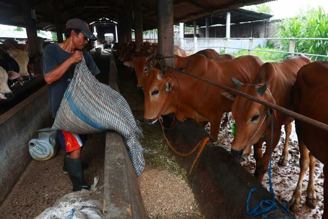 Indonesian cattle farmers typically make a large chunk of their yearly earnings around Eid al-Adha, when cows are ritually sacrificed Indonesian cattle farmers typically make a large chunk of their yearly earnings around Eid al-Adha, when cows are ritually sacrificed