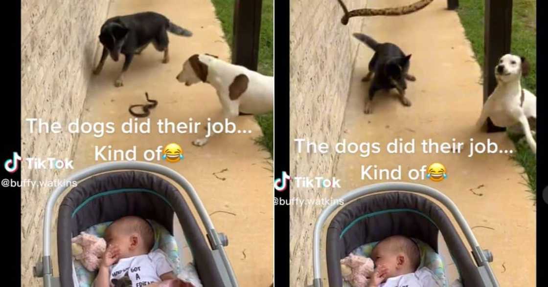 Three dogs protect baby from snake Three dogs protect baby from snake