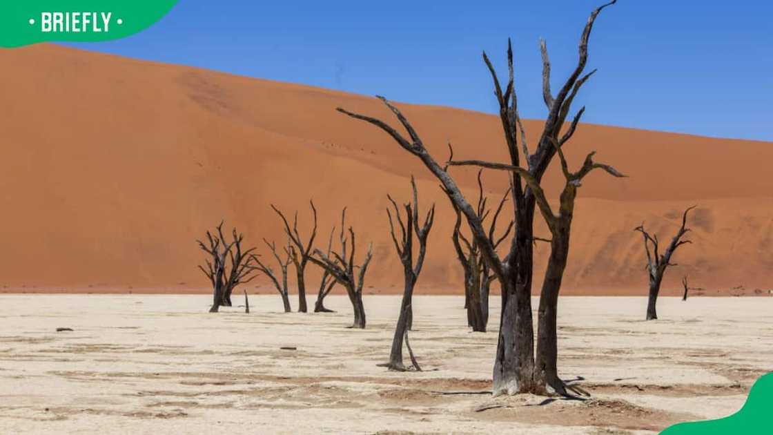 Africa's Namib desert Africa's Namib desert