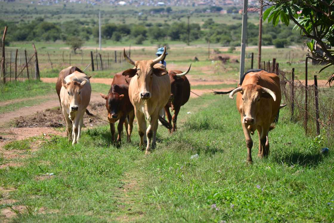 The foot-and-mouth disease is plaguing cattle farmers in the counry The foot-and-mouth disease is plaguing cattle farmers in the counry