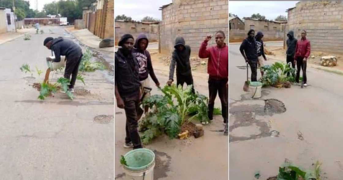 Plants vs Potholes: Residents Cover Potholes With Pretty Flowers, SA Impressed Plants vs Potholes: Residents Cover Potholes With Pretty Flowers, SA Impressed