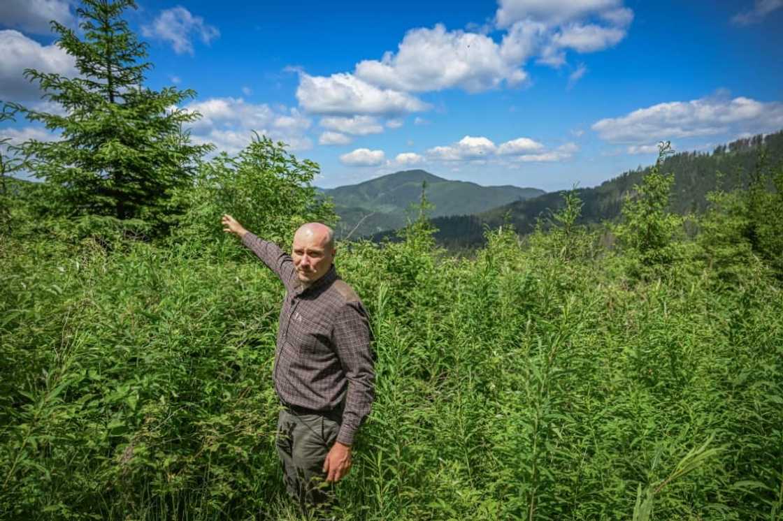 Forest engineer Gabriel Oltean fights against intense, often illegal logging Forest engineer Gabriel Oltean fights against intense, often illegal logging
