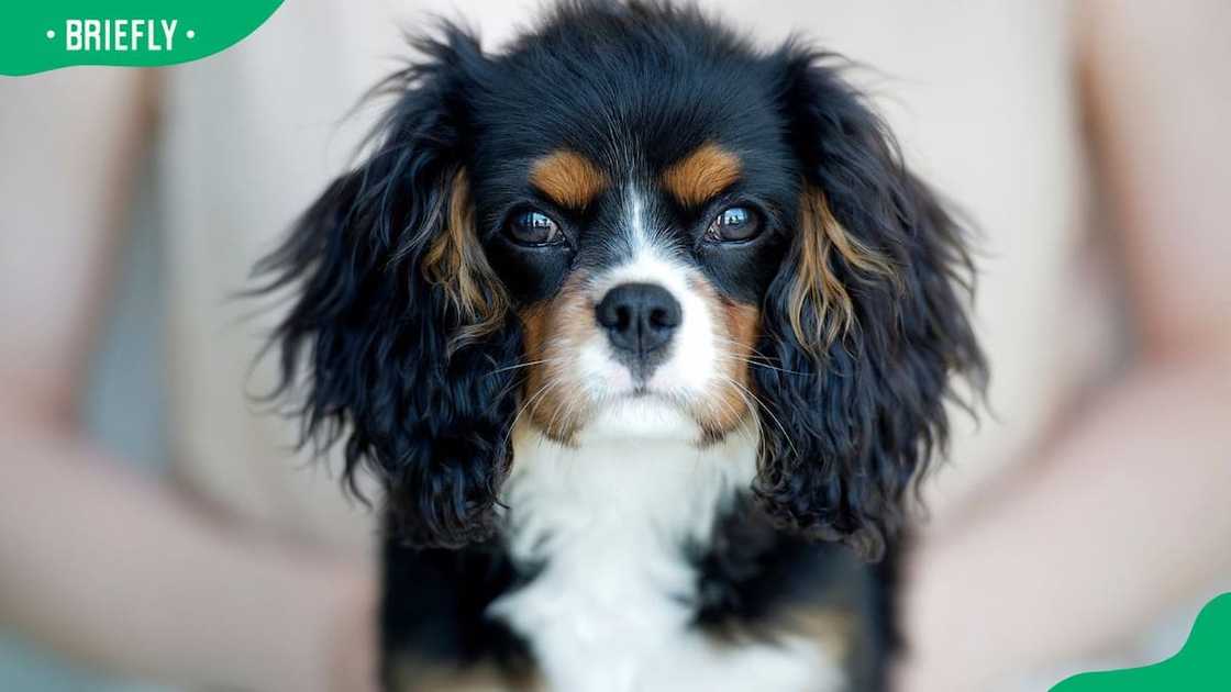 Cavalier King Charles Spaniel dog breed