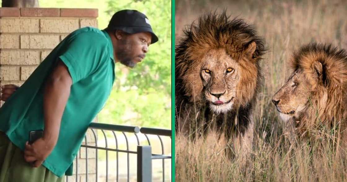 A man pulled a prank on people visiting the Lion's Park and said that lions went missing A man pulled a prank on people visiting the Lion's Park and said that lions went missing
