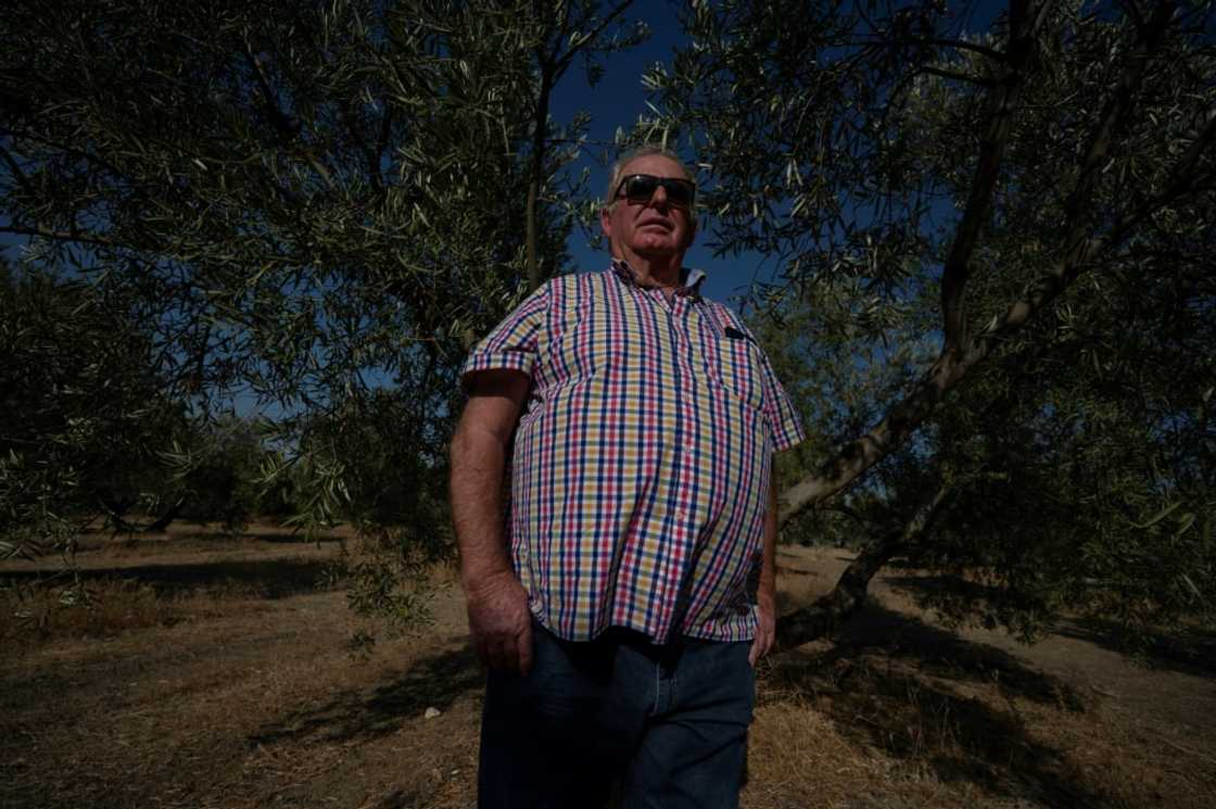 Spanish olive farmer Felipe Elvira is struggling with a lack of rain