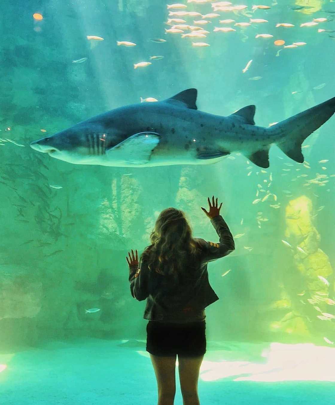 Two Oceans Aquarium Two Oceans Aquarium