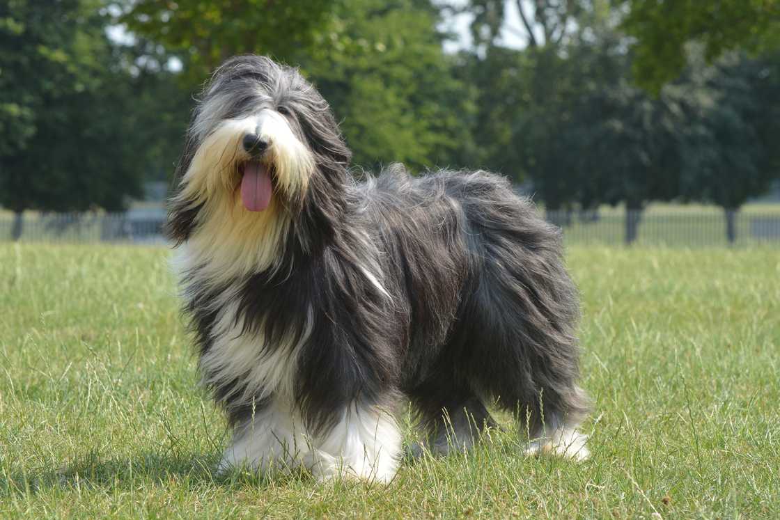 Informal portrait of show bearded collie standing outside on grass.