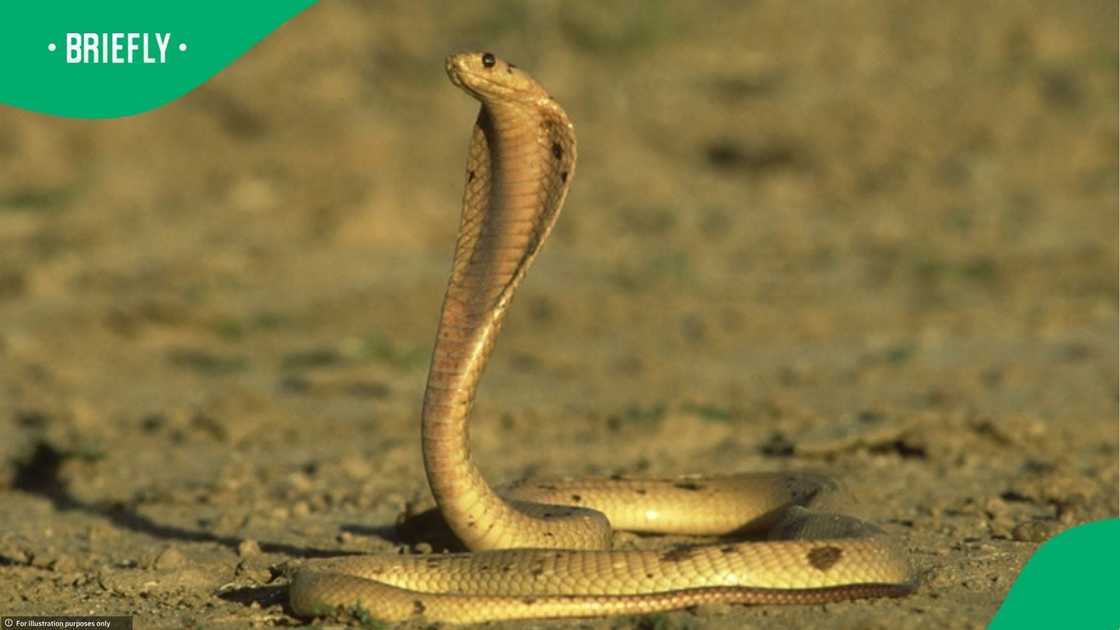 Man helps to catch yellow cobra Man helps to catch yellow cobra
