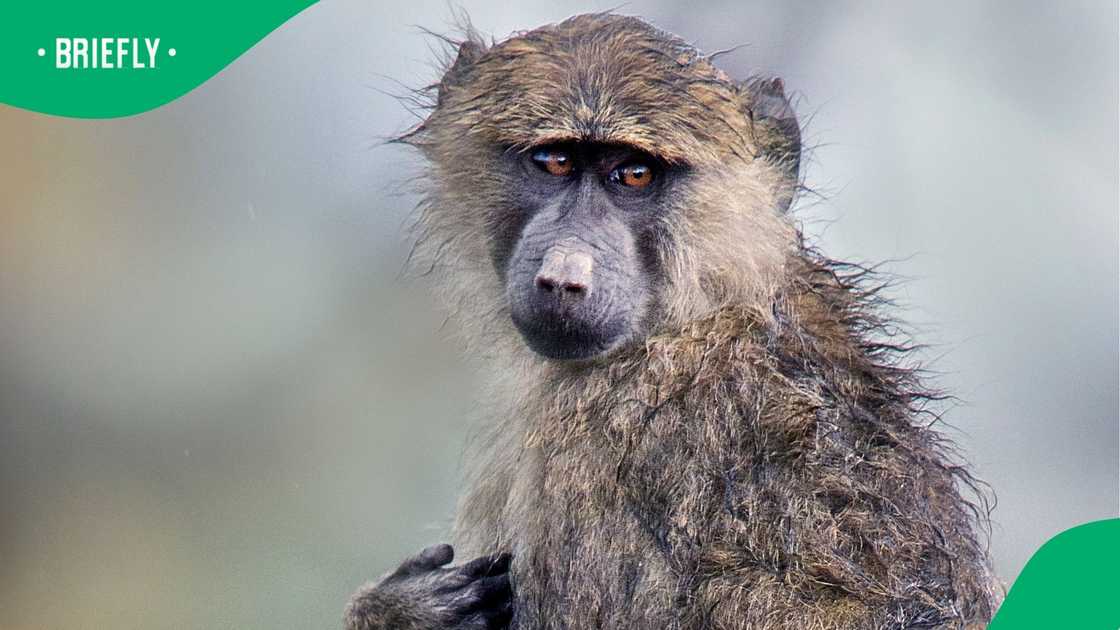 Efforts to rescue a young baboon wandering the streets of Durban continued on Sunday