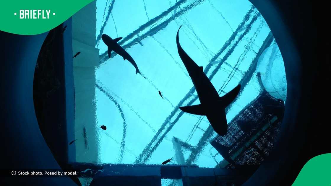 Social media users were amazed by a lady who went through a gigantic waterslide Social media users were amazed by a lady who went through a gigantic waterslide