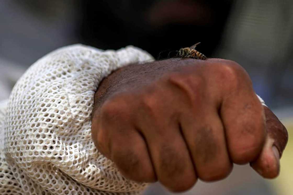Beekeeping has existed in Iraq for an estimated 8,000 years according to the United Nations Development Programme Beekeeping has existed in Iraq for an estimated 8,000 years according to the United Nations Development Programme