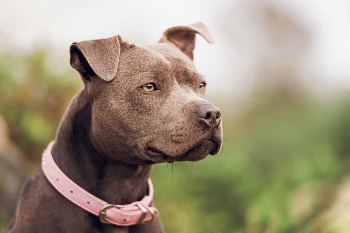 JustAdvocacy called for stricter measures to be imposed on pitbull owners
