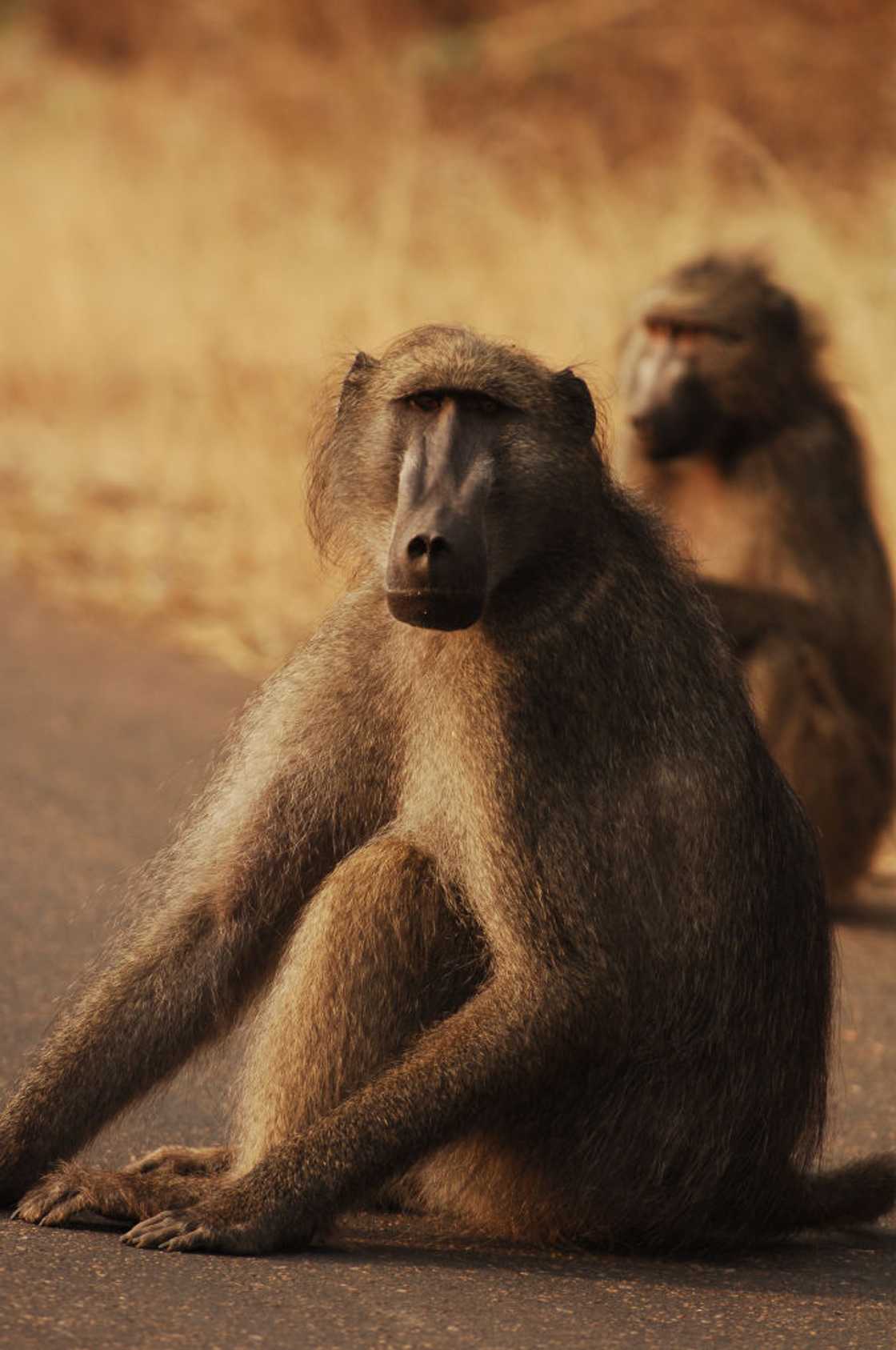 Baboons rarely attack people