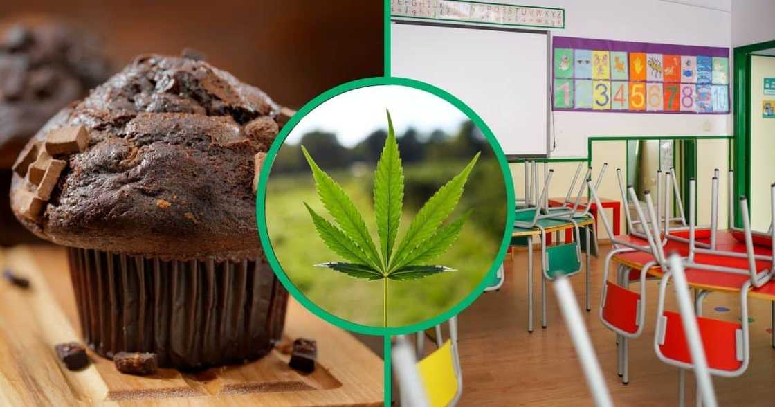 Collage image of a chocolate muffin, dagga leaf and a colourful empty classroom Collage image of a chocolate muffin, dagga leaf and a colourful empty classroom