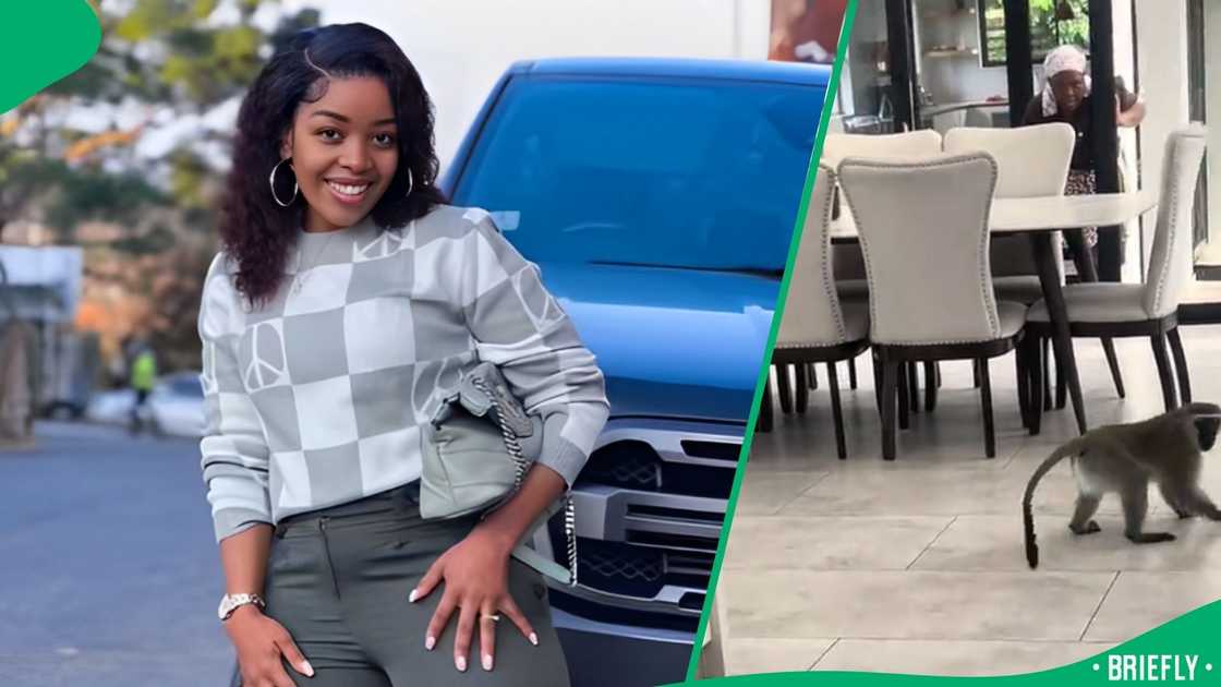 TikTok users advised a lady to put a snake toy on her window to scare monkeys from coming in TikTok users advised a lady to put a snake toy on her window to scare monkeys from coming in