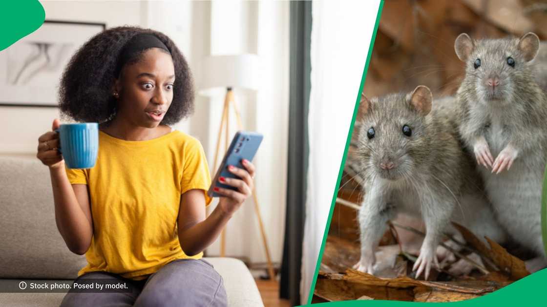 A friend was shocked after seeing rats crawling in a couple's house. A friend was shocked after seeing rats crawling in a couple's house.