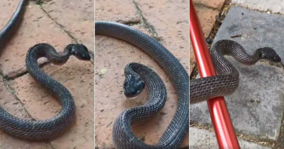 Snake, Nick Evans, rescues, Furious, Herald, Video Snake, Nick Evans, rescues, Furious, Herald, Video