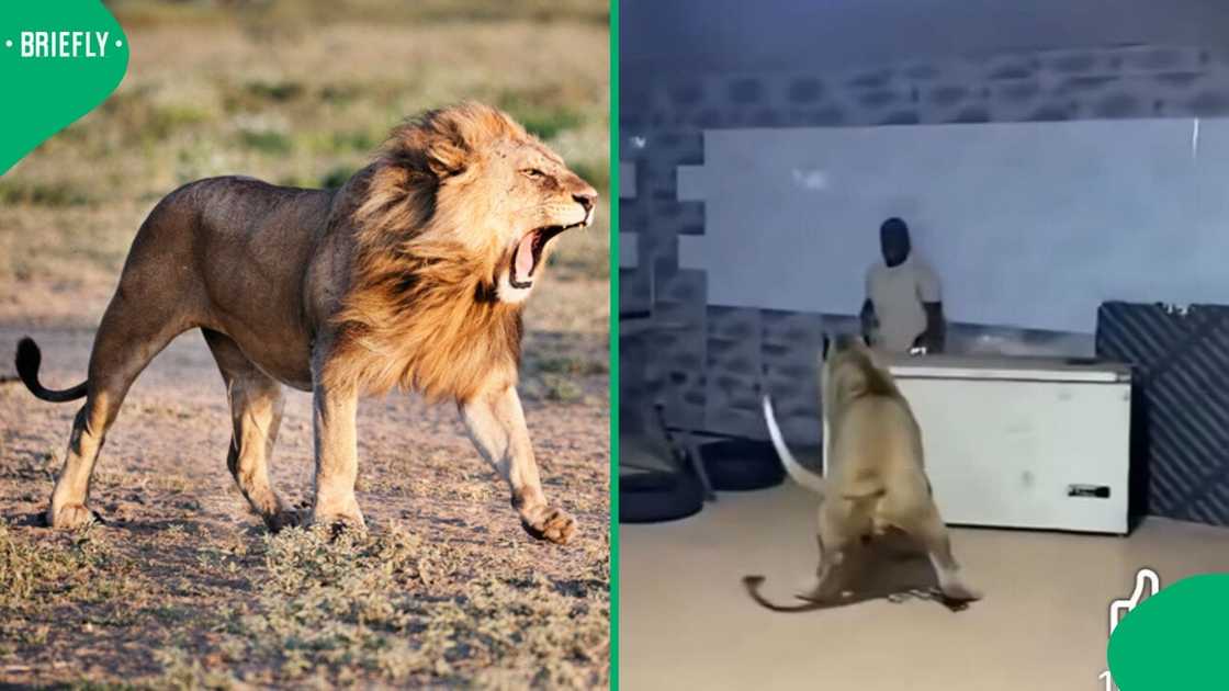 A man was in fear as a lion terrifyingly attacked him in a video that shocked many.
