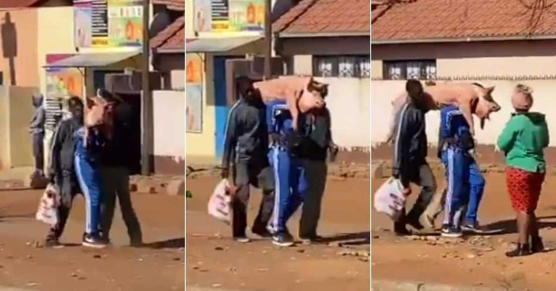 Mzansi, Reacts, Men, Pig, New Clothes Mzansi, Reacts, Men, Pig, New Clothes