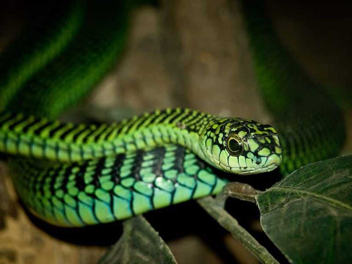 Common Boomslang