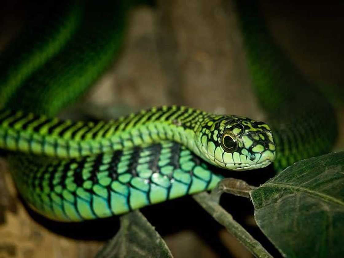 Common Boomslang Common Boomslang