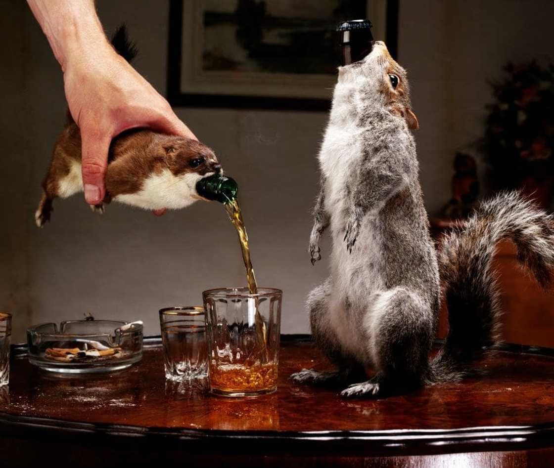 The most expensive beers in the world today The most expensive beers in the world today