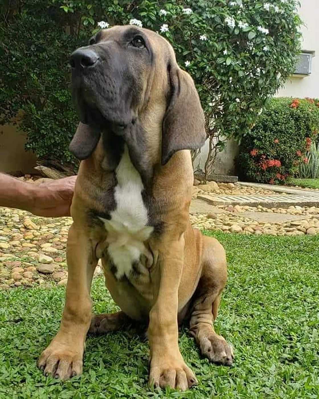 most aggressive dog most aggressive dog