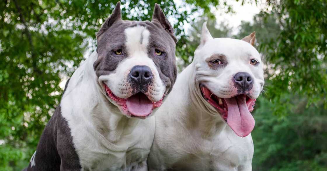 Limpopo woman mauled by 2 pit bulls Limpopo woman mauled by 2 pit bulls