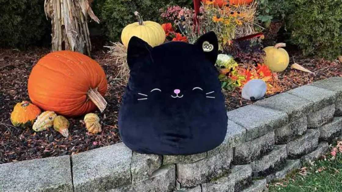 Jack the Cat Jack the Cat