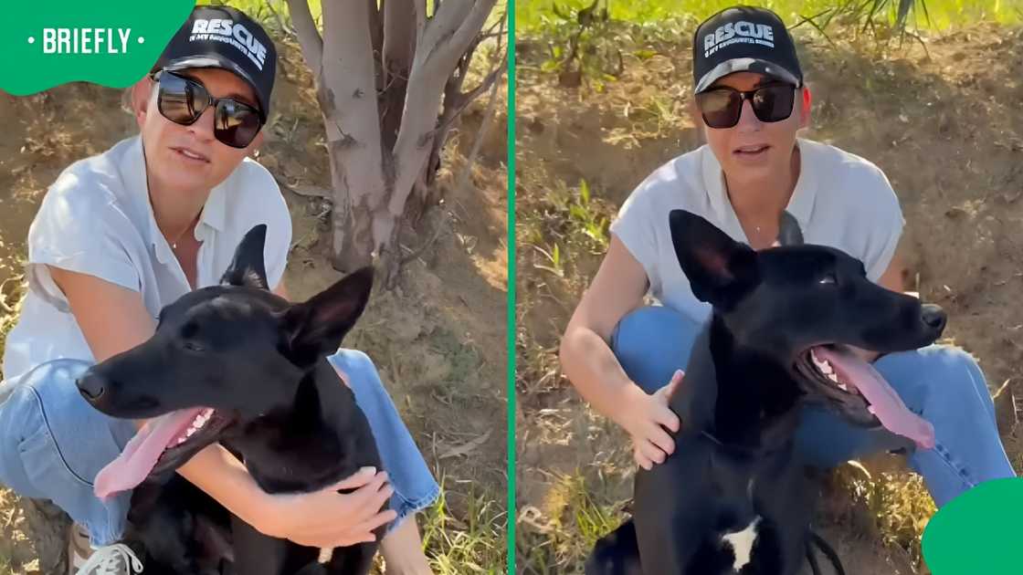 Stellenbosch shelter dog Cody desperately needs a home before stress overwhelms him Stellenbosch shelter dog Cody desperately needs a home before stress overwhelms him