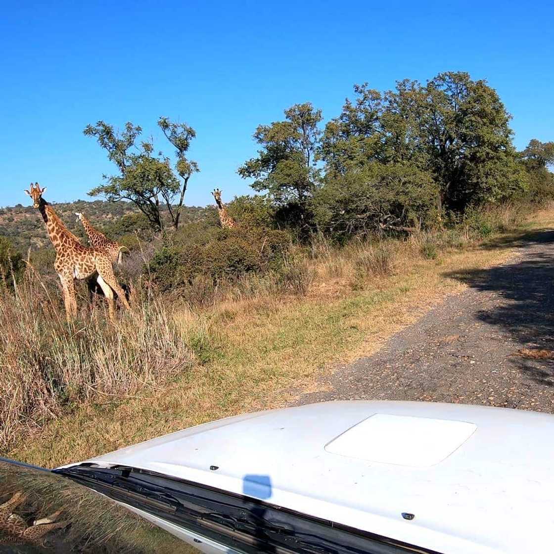 amazing things to do in Pretoria for under R200 amazing things to do in Pretoria for under R200