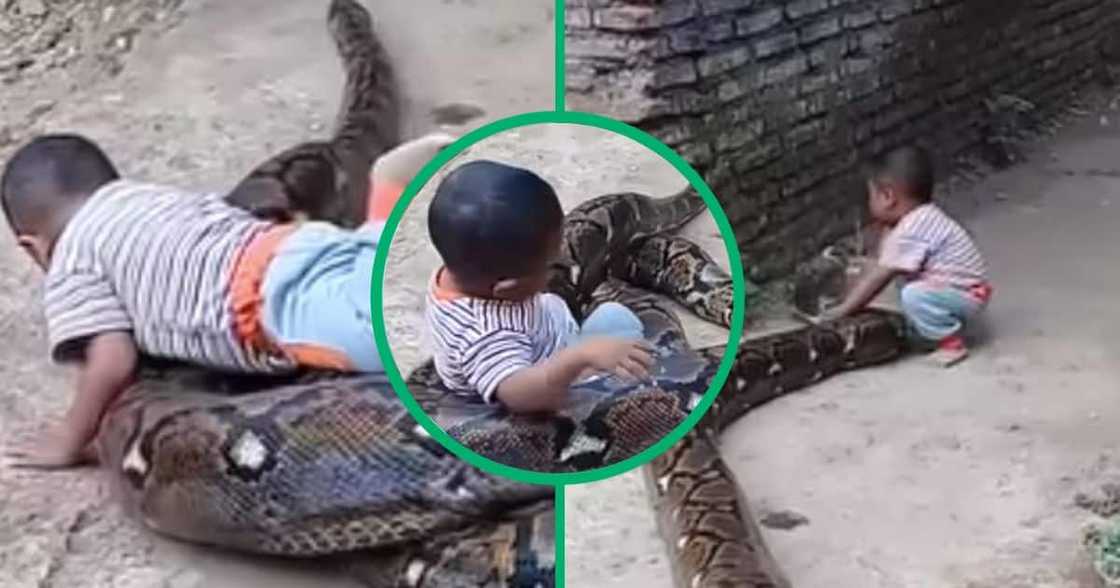 A young boy plays with a python