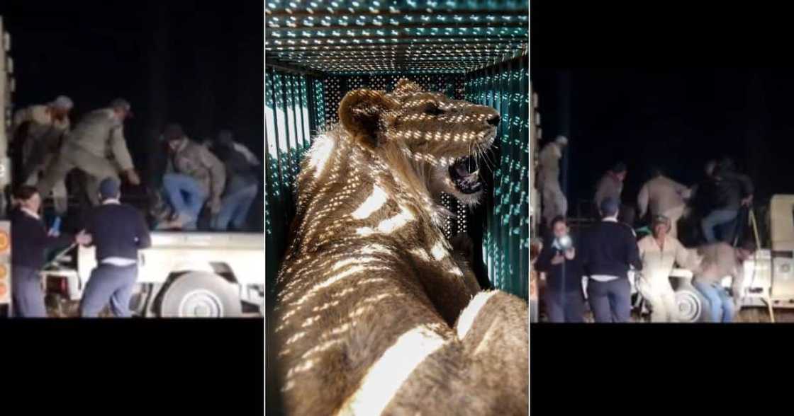 Workers scared of lion Workers scared of lion