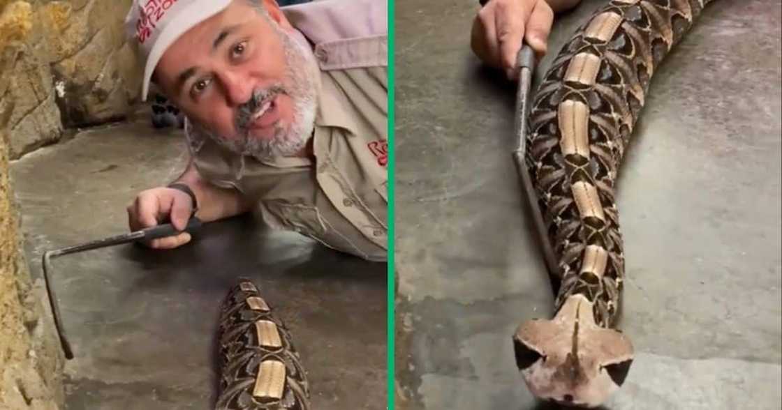 A man shared a video of him with a snake from South Africa. A man shared a video of him with a snake from South Africa.