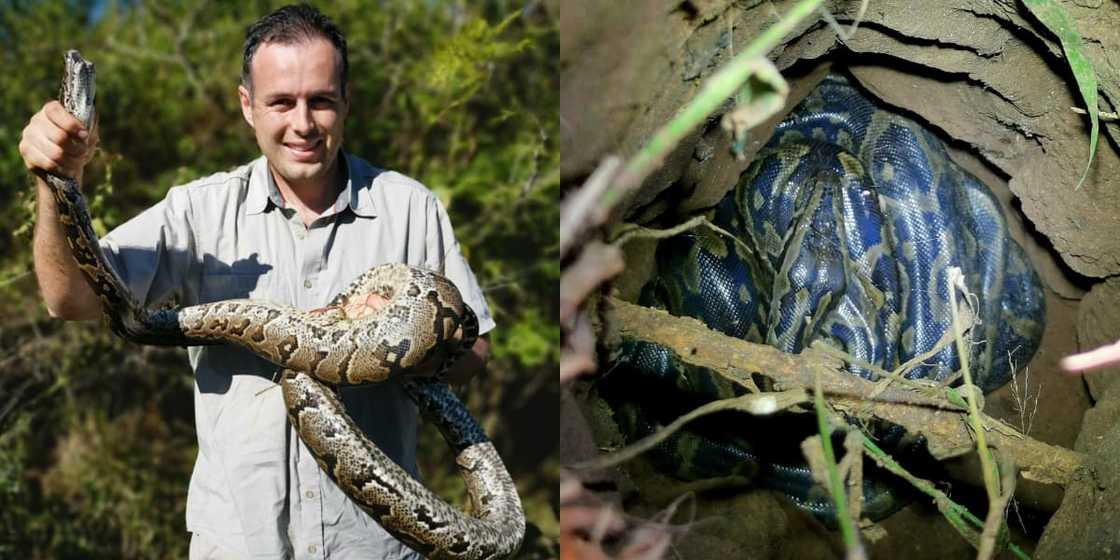 Nick Evans Nabs Chicken Eating Python, Locals Breathe a Huge Sigh of Relief Nick Evans Nabs Chicken Eating Python, Locals Breathe a Huge Sigh of Relief