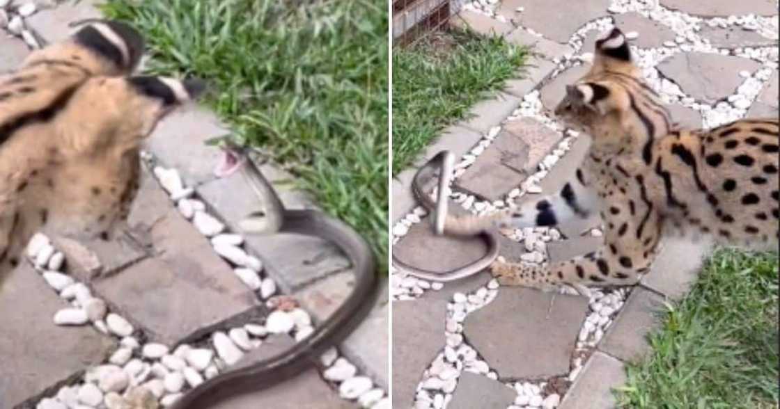 wildcat defeats snake in viral tiktok video wildcat defeats snake in viral tiktok video