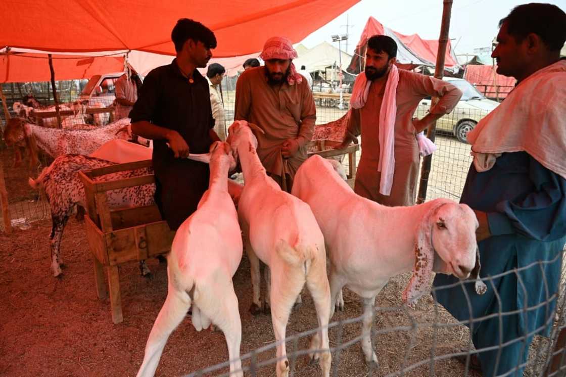 Customers bargaining with vendors (L) at livestock market in Islamabad ahead of Eid al-Adha, the feast of the sacrifice marking the end of the hajj Customers bargaining with vendors (L) at livestock market in Islamabad ahead of Eid al-Adha, the feast of the sacrifice marking the end of the hajj
