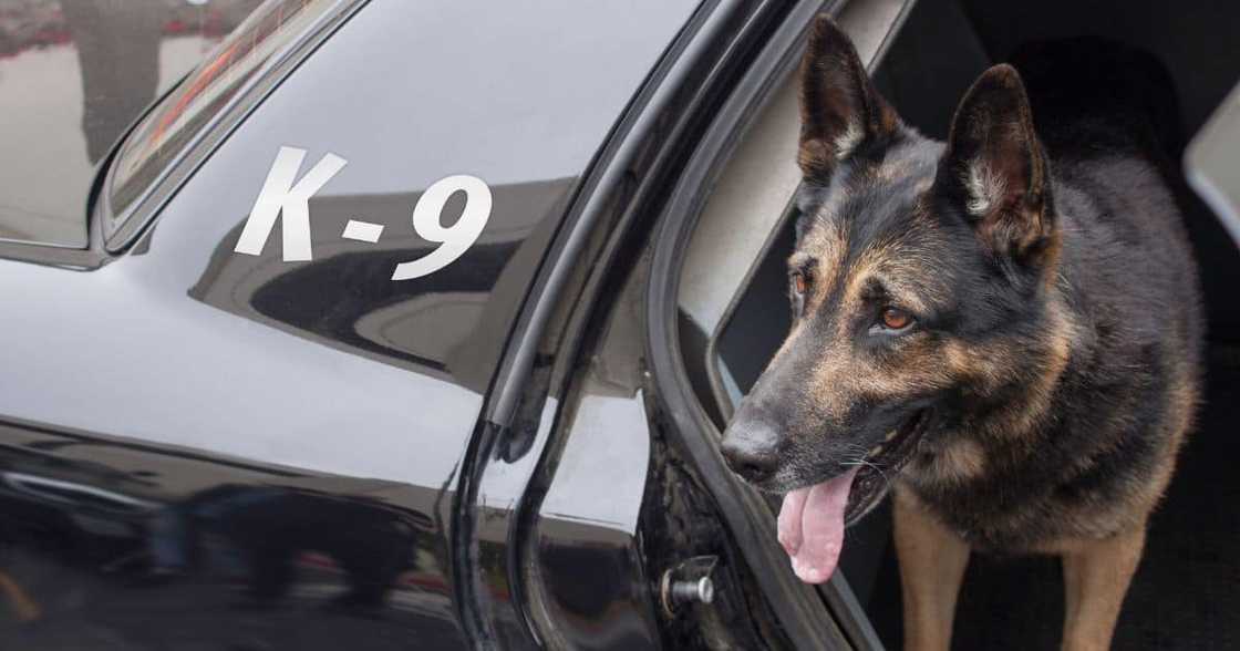 Police dog Police dog