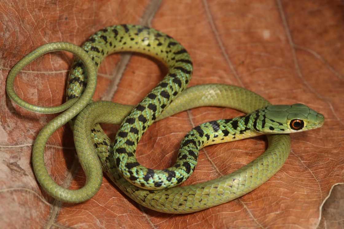Spotted Bush Snake Spotted Bush Snake