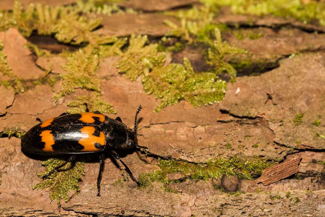 Rare bugs in the world Rare bugs in the world