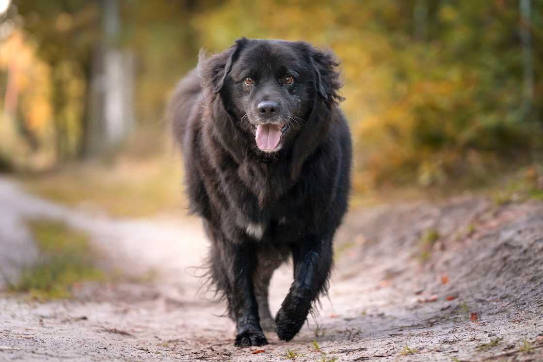 A Newfoundland dog runs along a forest path. A Newfoundland dog runs along a forest path.