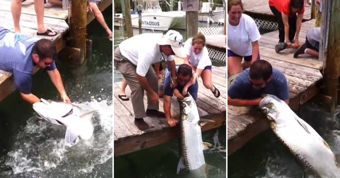 Seeing a man get his arm snatched by a giant fish left some people with a lot of questions Seeing a man get his arm snatched by a giant fish left some people with a lot of questions