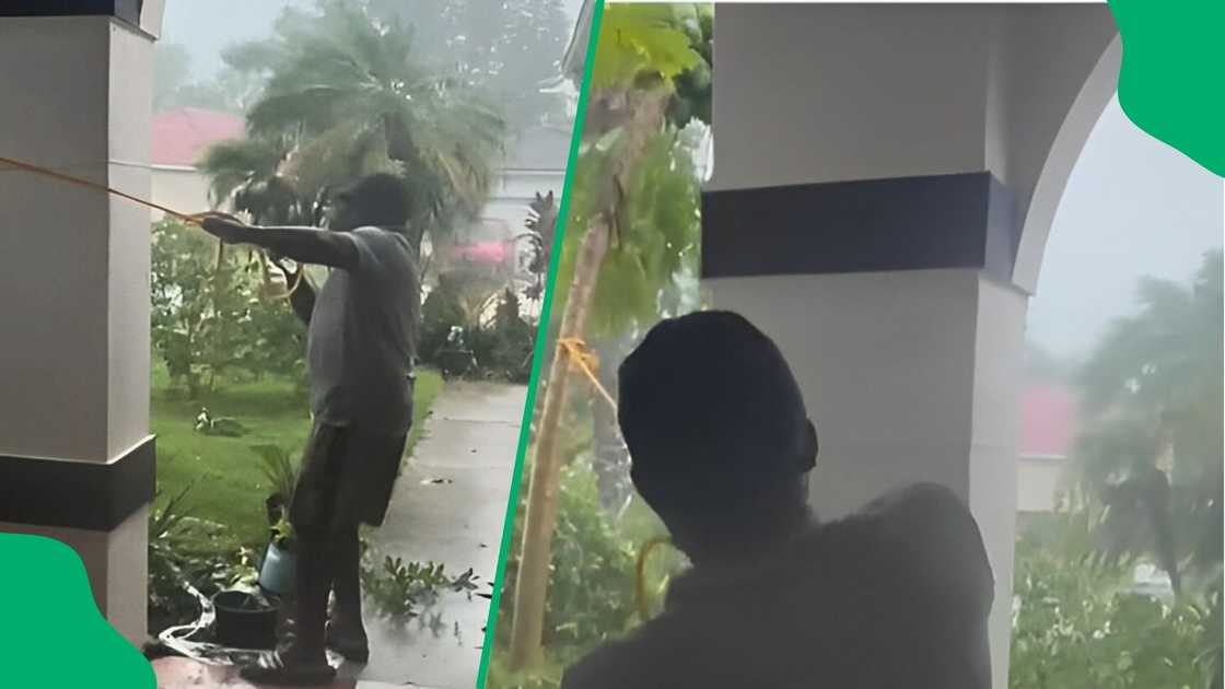 Man saves papaya tries to save tree in Hurrican Milton Man saves papaya tries to save tree in Hurrican Milton