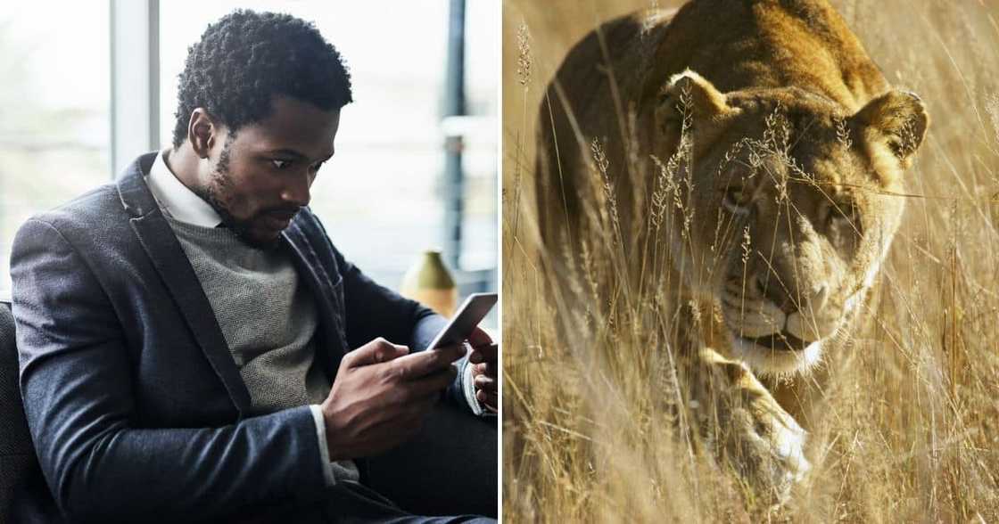 Search for loose lioness in Pretoria continues Search for loose lioness in Pretoria continues