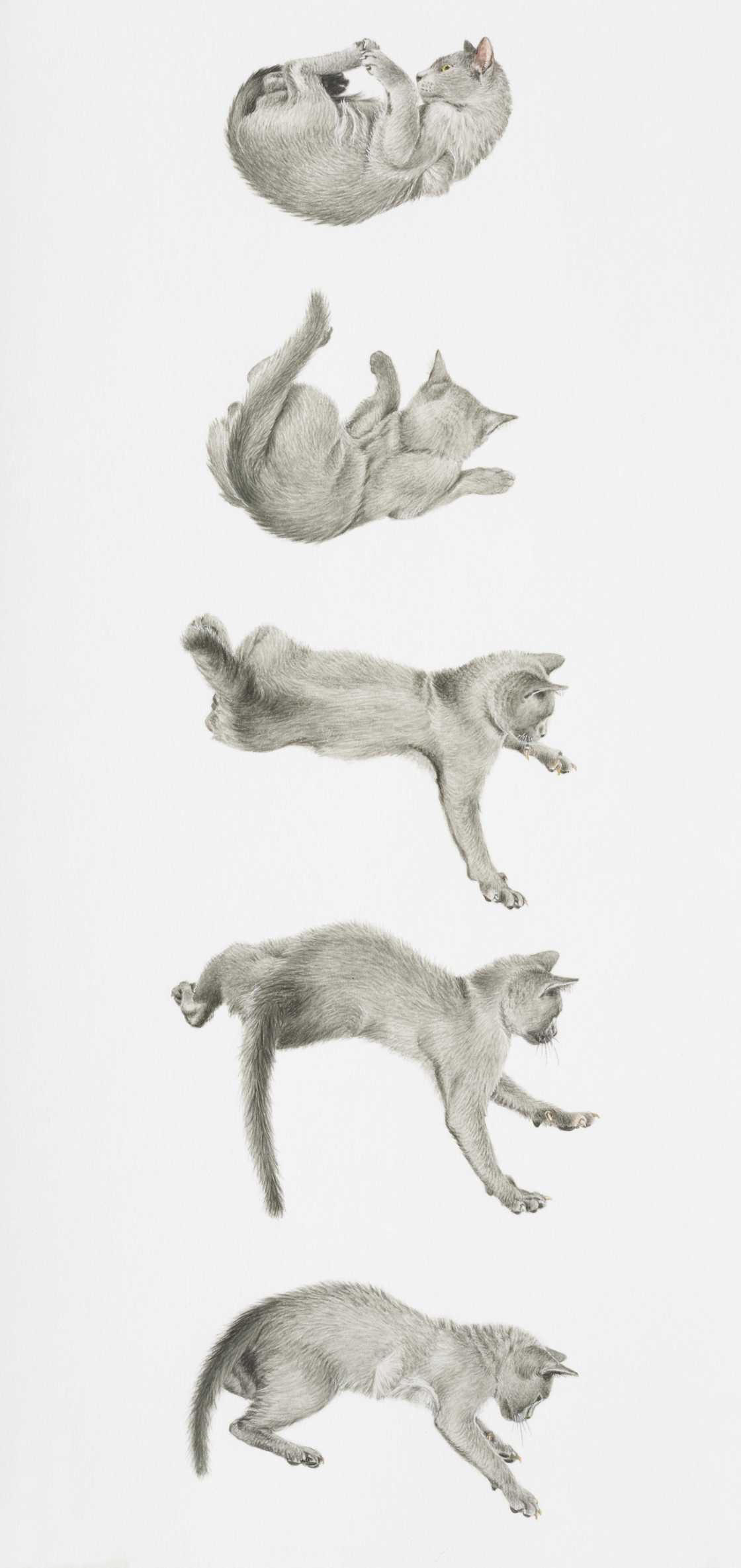 Cats' reflexes give them an advantage over snakes Cats' reflexes give them an advantage over snakes
