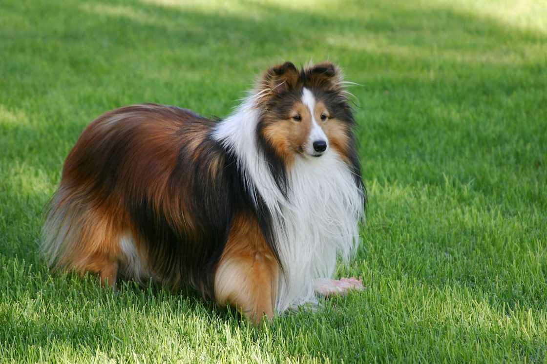 A Shetland Sheepdog standing in a field